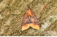 物種:Lipararchis tranquillalis 攝影:吳士緯